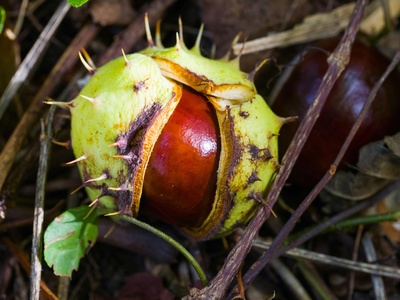 Horse chestnut