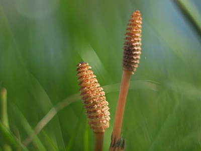 Horsetail