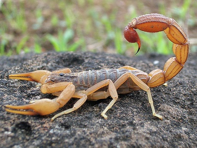 Hottentotta scorpion