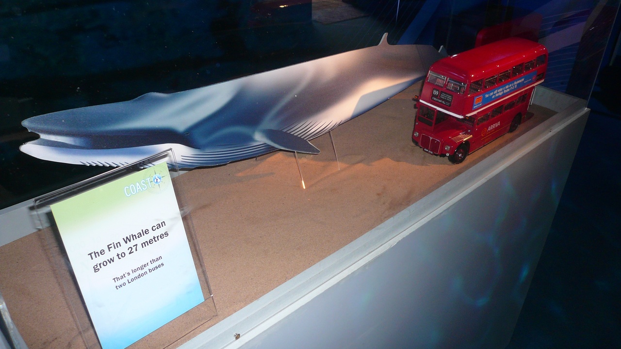 Map showing whale migration corridor between feeding and breeding grounds with animal icons along the route