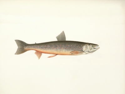 Huchen (Danube salmon)