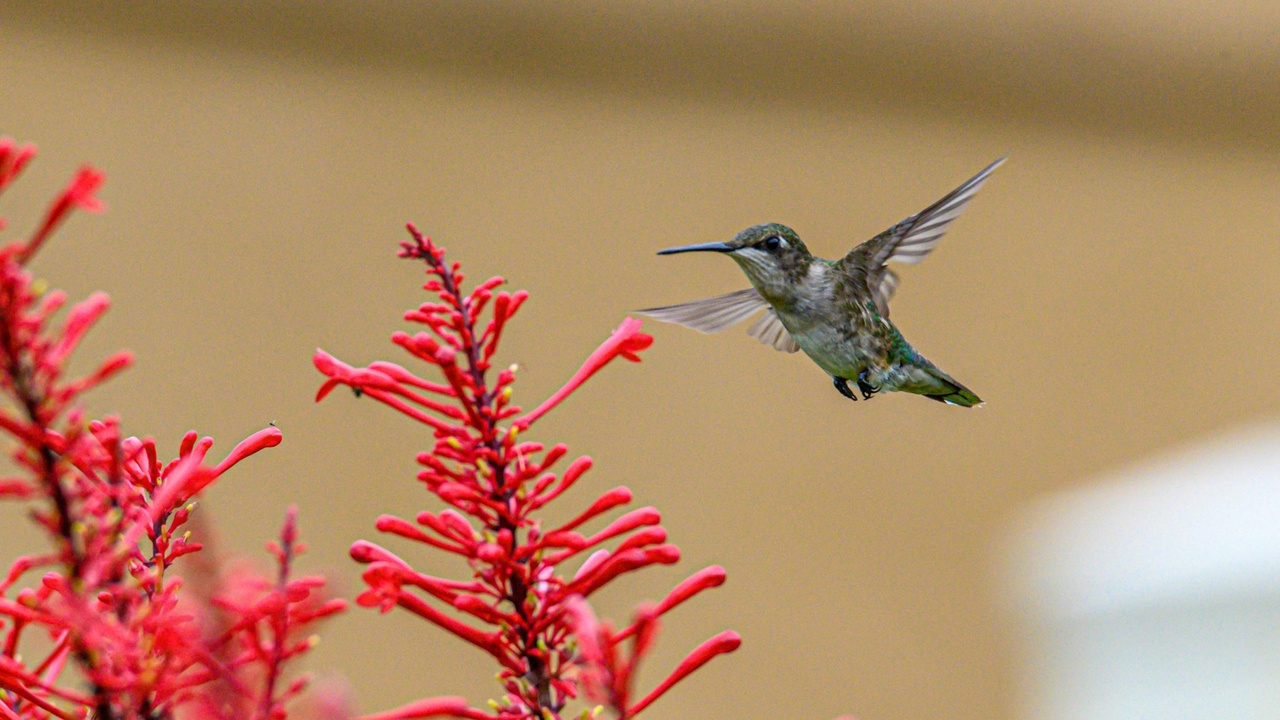 Community members planting wildflowers to support pollinators in a local restoration project.