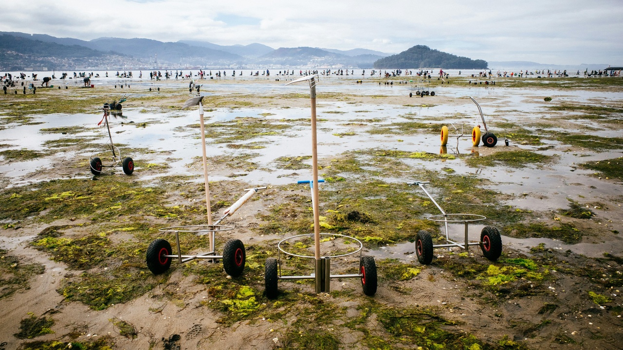 Clam harvesting on a tidal flat with workers and tools.