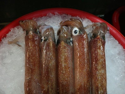 Humboldt squid