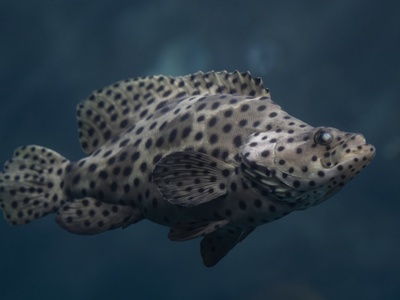Humpback grouper