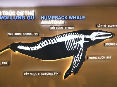 Humpback whale (repeat omitted)