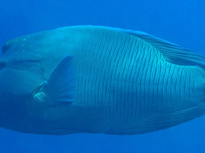 Humphead wrasse (Napoleon)
