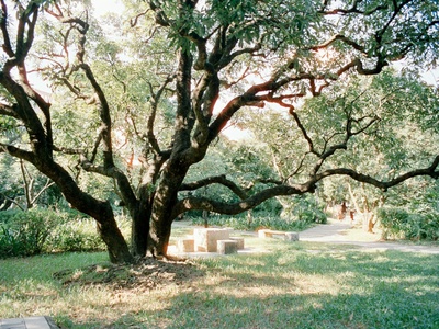 Hungarian oak