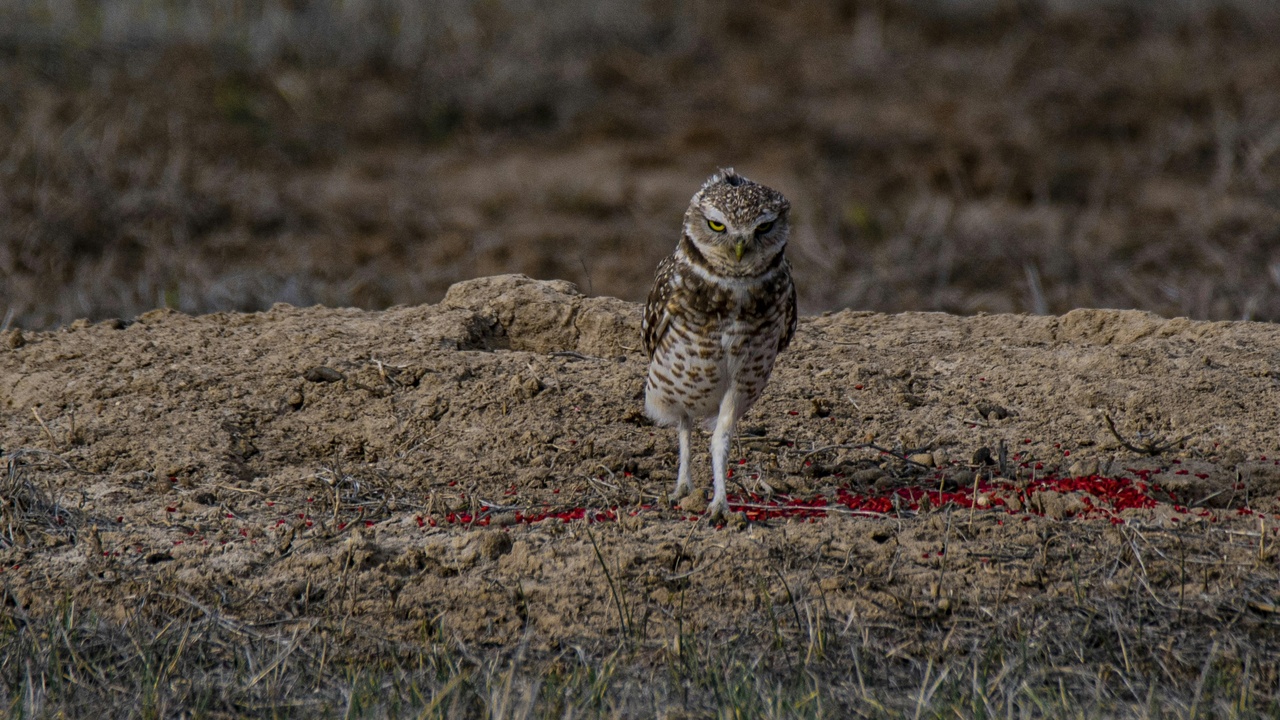 Owl pellet and hawk prey remains illustrating different feeding and digestion strategies.