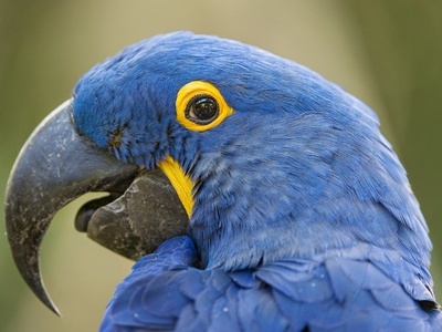 Hyacinth Macaw