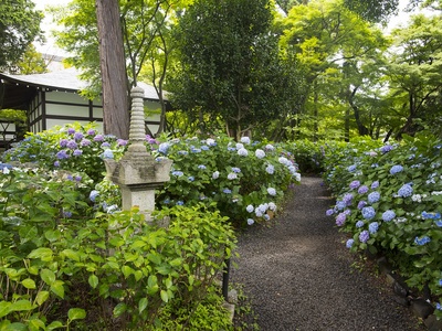 Hydrangea (garden)