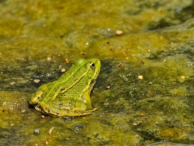 Iberian waterfrog