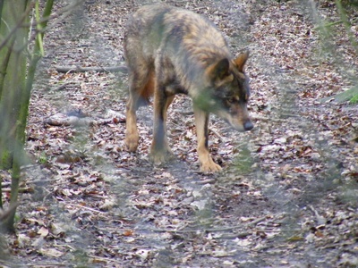 Iberian wolf
