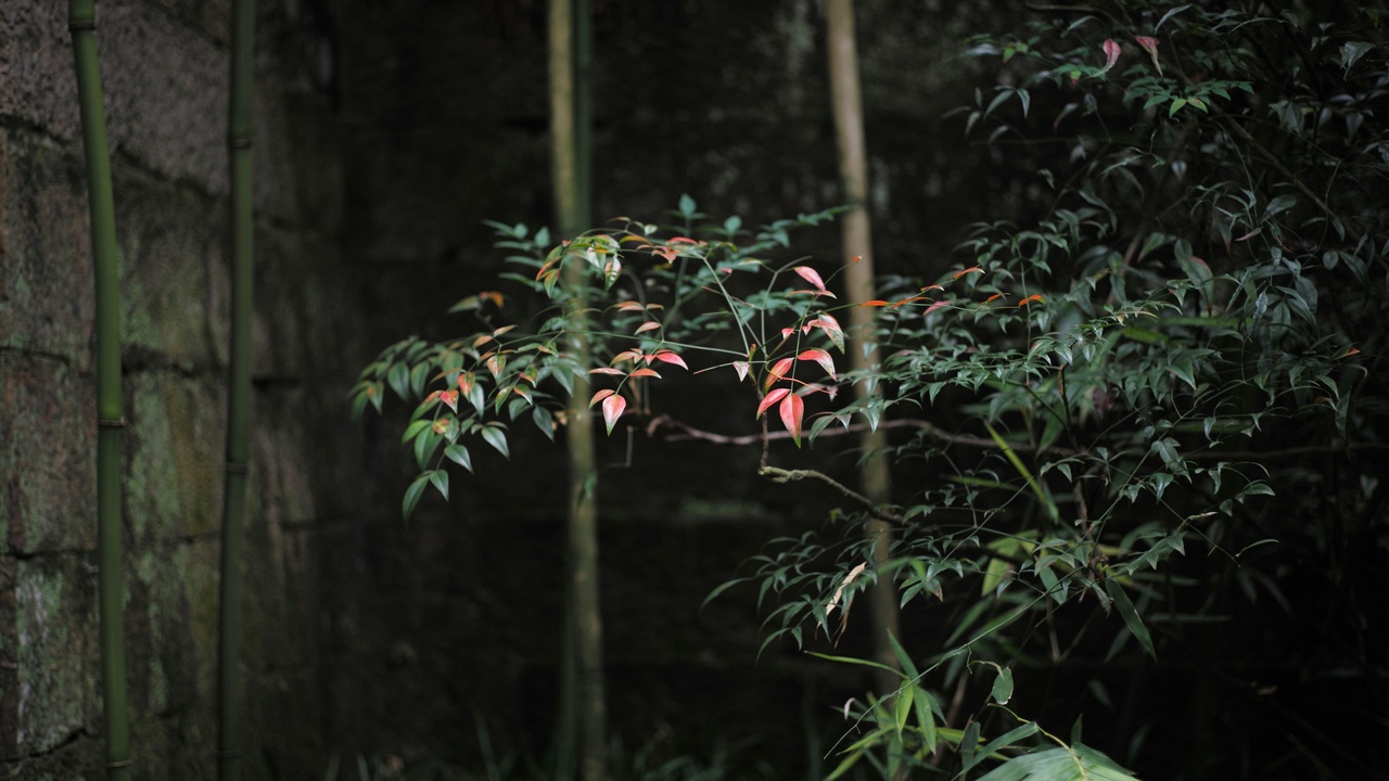 Collage showing a Japanese macaque in a hot spring, an Iriomote cat, a giant salamander in a stream, and an Okinawa rail in forest.