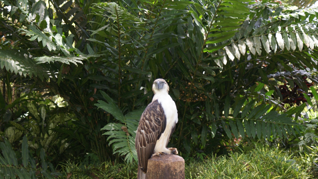 Philippine Eagle perched in an old-growth forest canopy, a tarsier clinging to a rainforest branch, and a tamaraw grazing in a Mindoro grassland