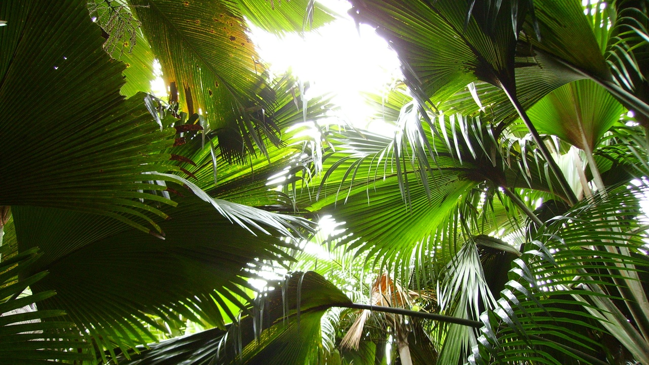 Coco de Mer trees in the Vallée de Mai palm forest on Praslin