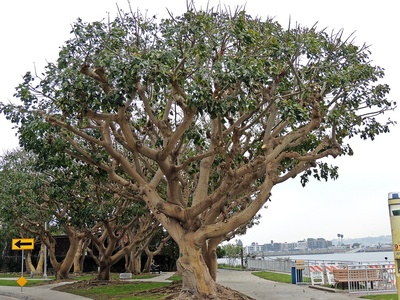 Indian laurel