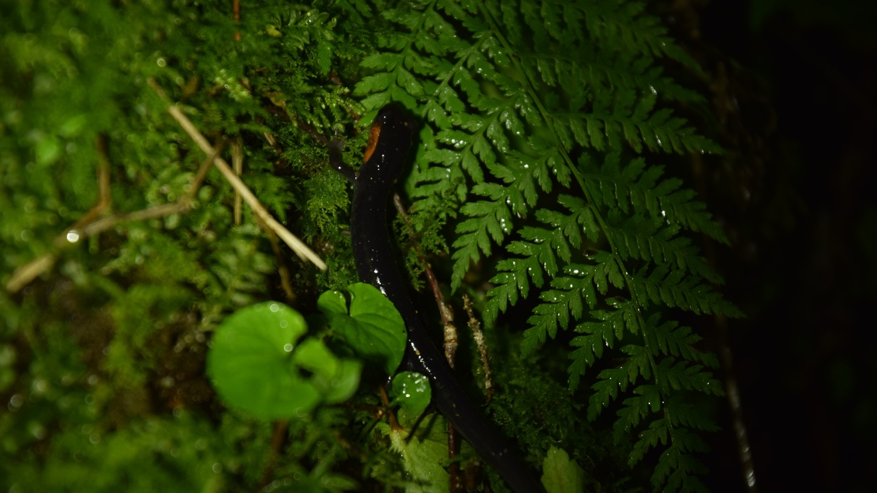 Hellbender salamander in a clear Appalachian stream