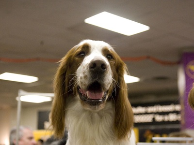 Irish Red and White Setter