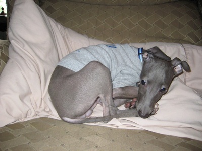 Italian Greyhound