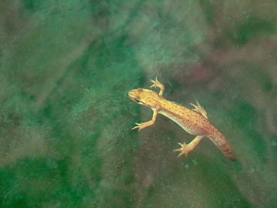 Italian newt (Italian smooth newt)
