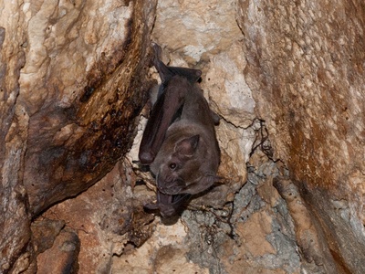 Jamaican fruit bat