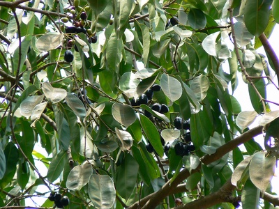 Jamun (Java plum)