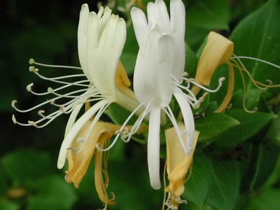 Japanese honeysuckle