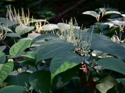 Japanese knotweed