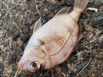 Japanese Red Seabream (Madai)