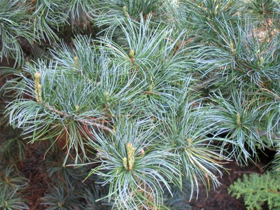 Japanese White Pine 'Glauca'