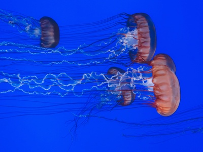 Jellyfish (upside-down and scyphozoans)