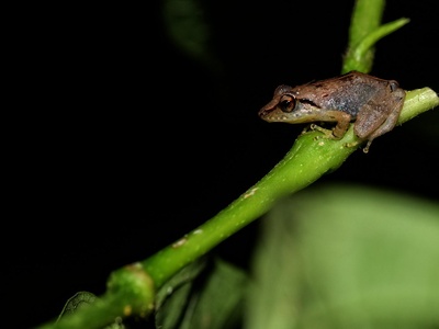 Johnstone's whistling frog