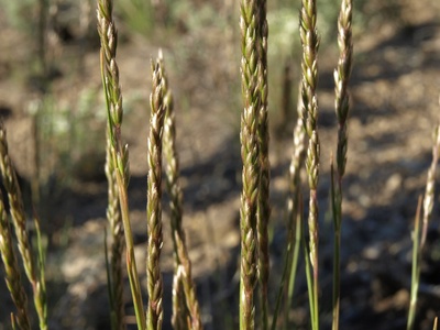 Junegrass