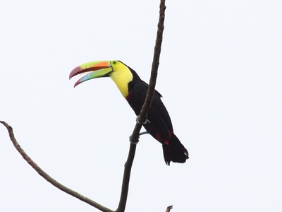 Keel-billed Toucan