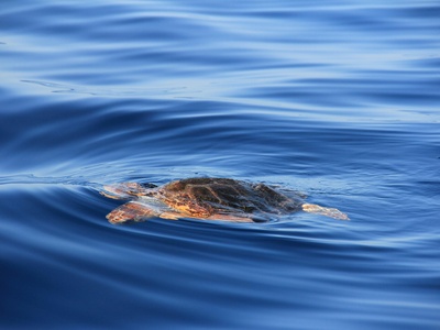 Kemp’s ridley sea turtle