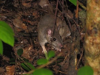 Key Largo woodrat