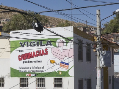 Kissing bug (triatomine)