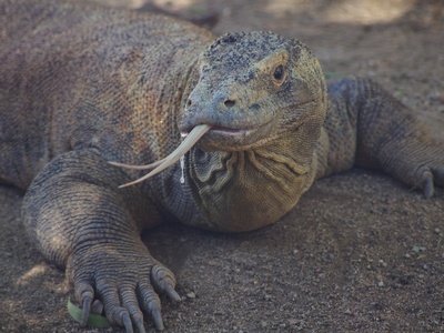 Komodo dragon