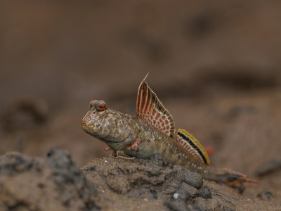 Kurdish newt
