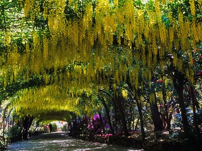 Laburnum (garden)