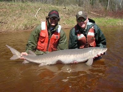 Lake sturgeon