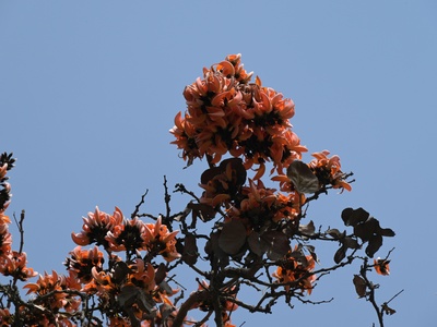 Lali Gurans (Tree rhododendron)