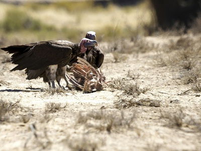 Lappet-faced Vulture