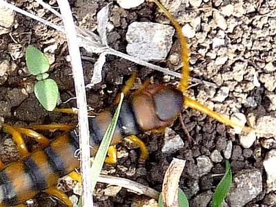 Large centipede
