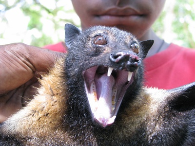 Large fruit bat (flying fox)
