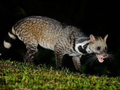 Large Indian civet