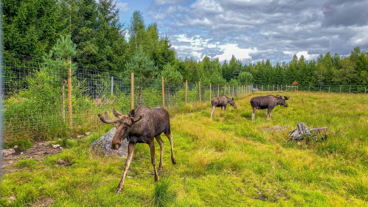 Large mammals in Swedish forest: moose, bear, and reindeer landscapes