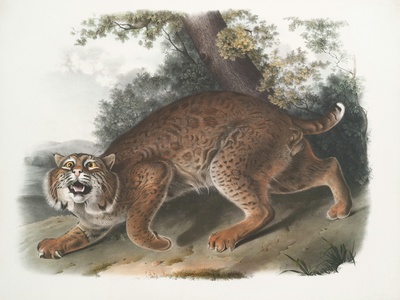 Large stray predators (rabid cases)