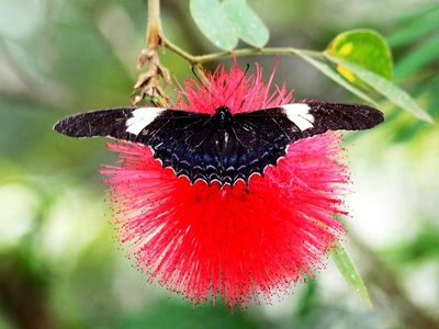 Large striped swallowtail